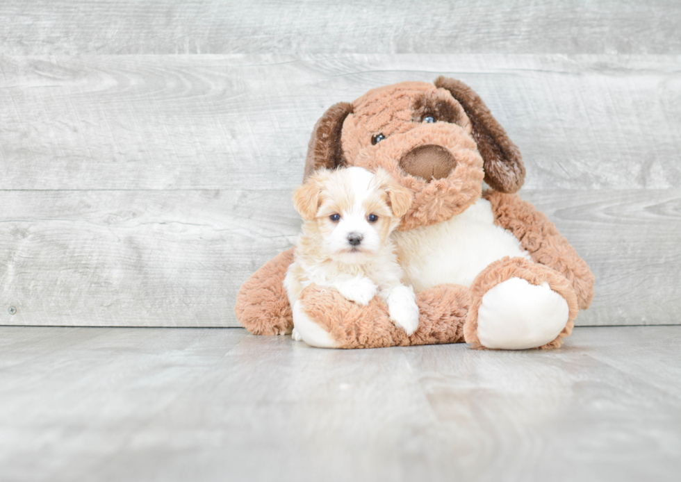 Havanese Puppy for Adoption