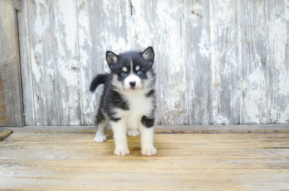 Cute Pomsky Baby