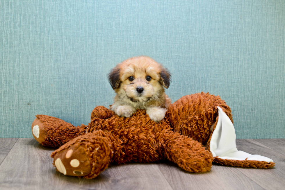 Friendly Morkie Baby