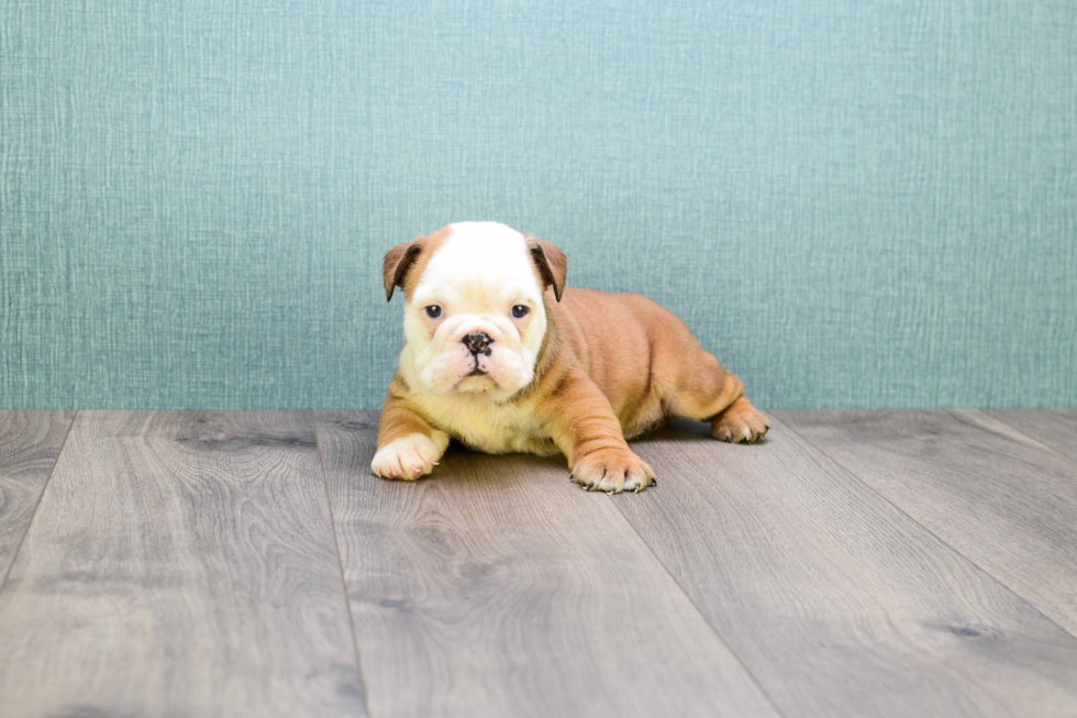 Cute English Bulldog Baby