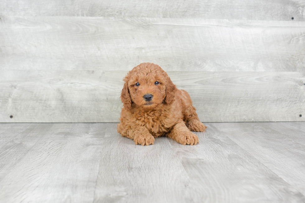 Best Mini Goldendoodle Baby