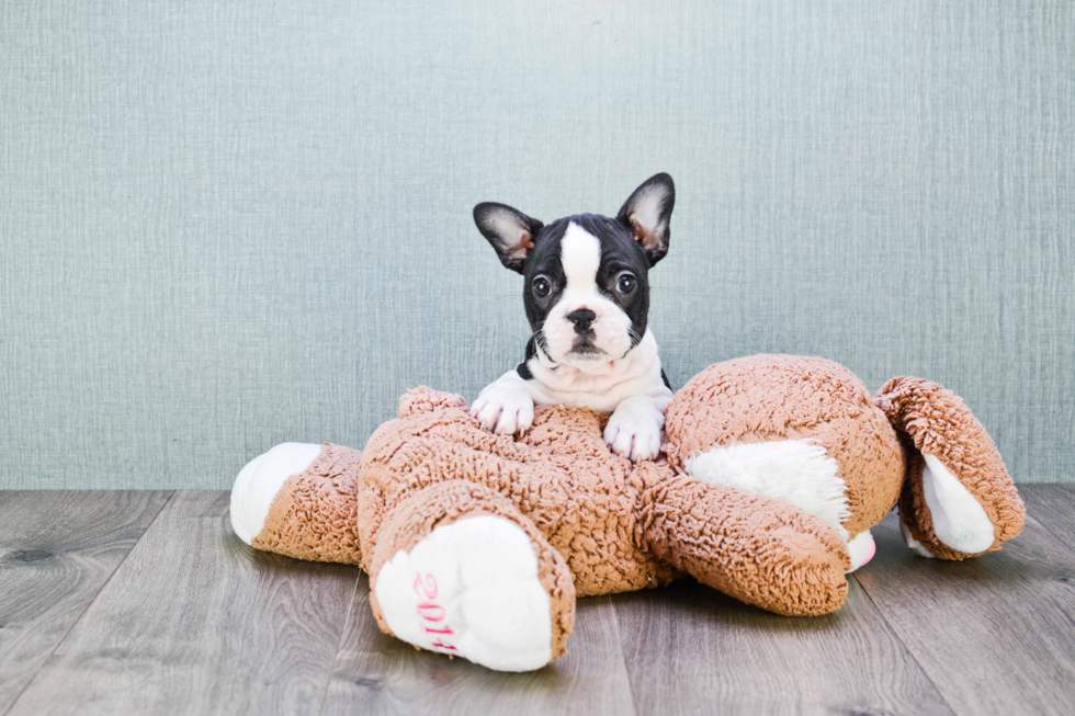 Akc Registered French Bulldog Purebred Pup