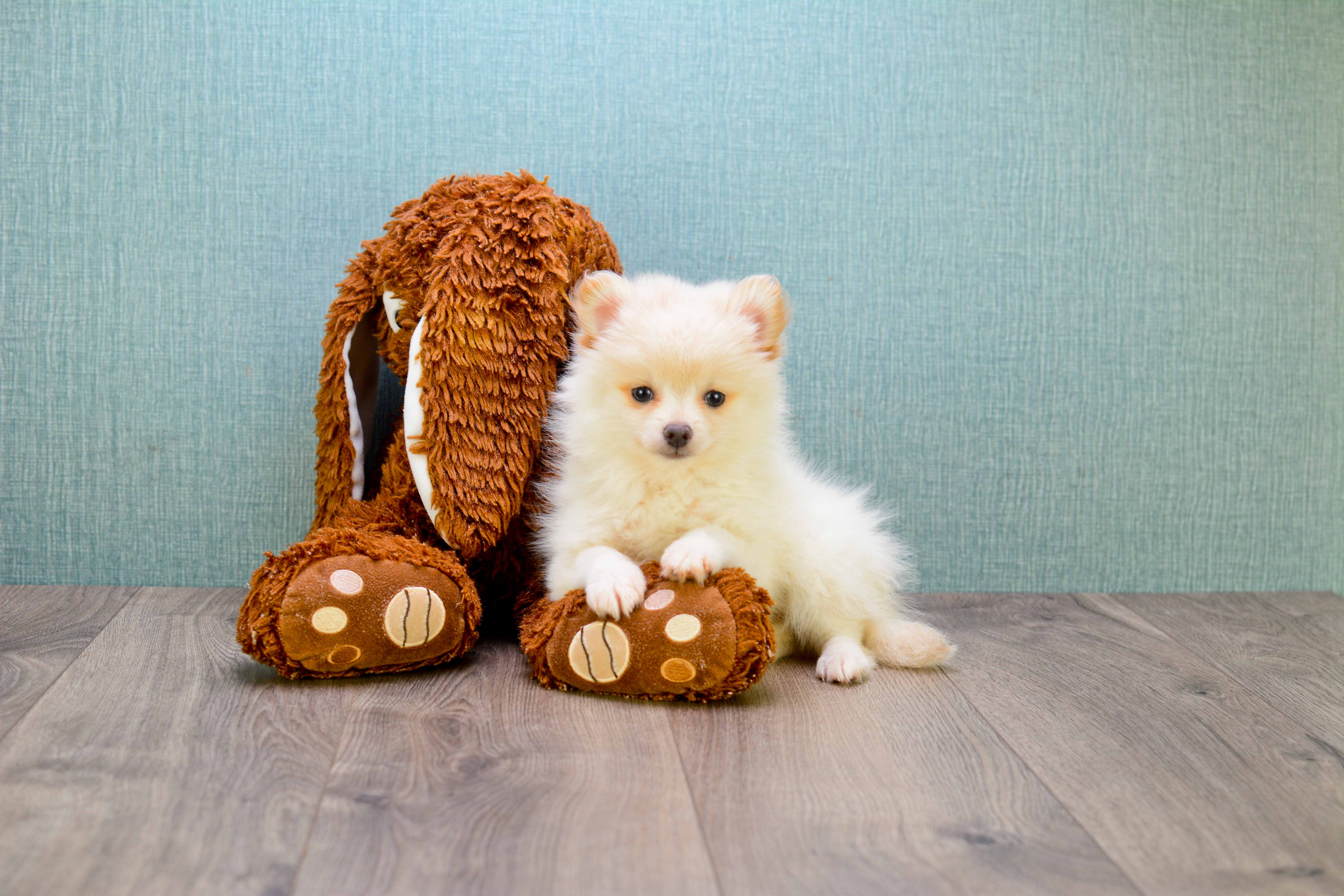 Pomeranian Pup Being Cute