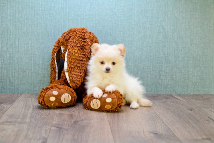 Pomeranian Pup Being Cute