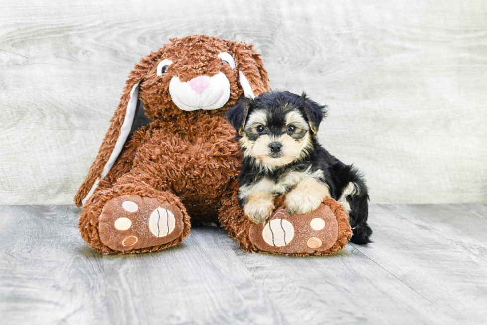 Happy Morkie Baby