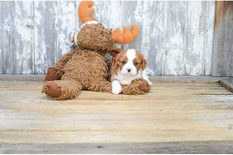 Happy Cavalier King Charles Spaniel Purebred Puppy