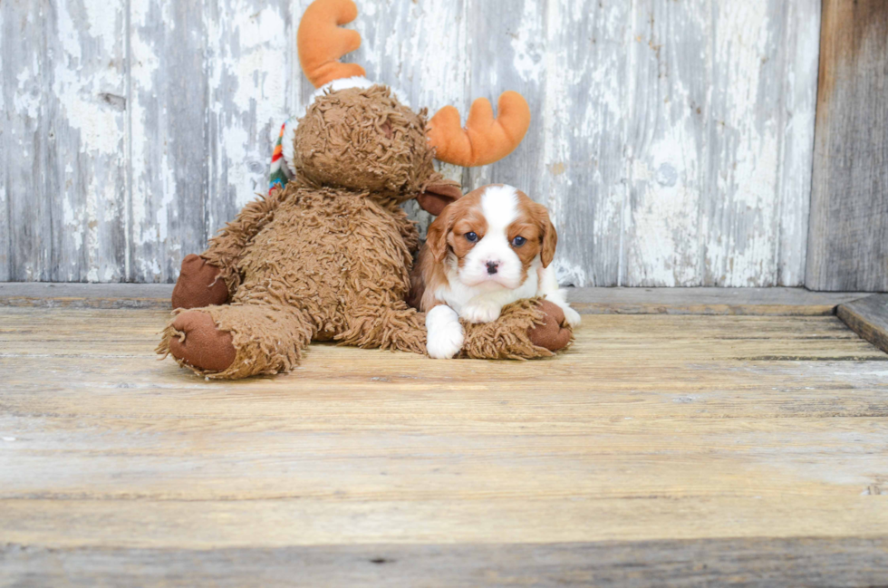 Happy Cavalier King Charles Spaniel Purebred Puppy