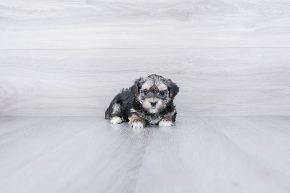 Morkie Puppy for Adoption