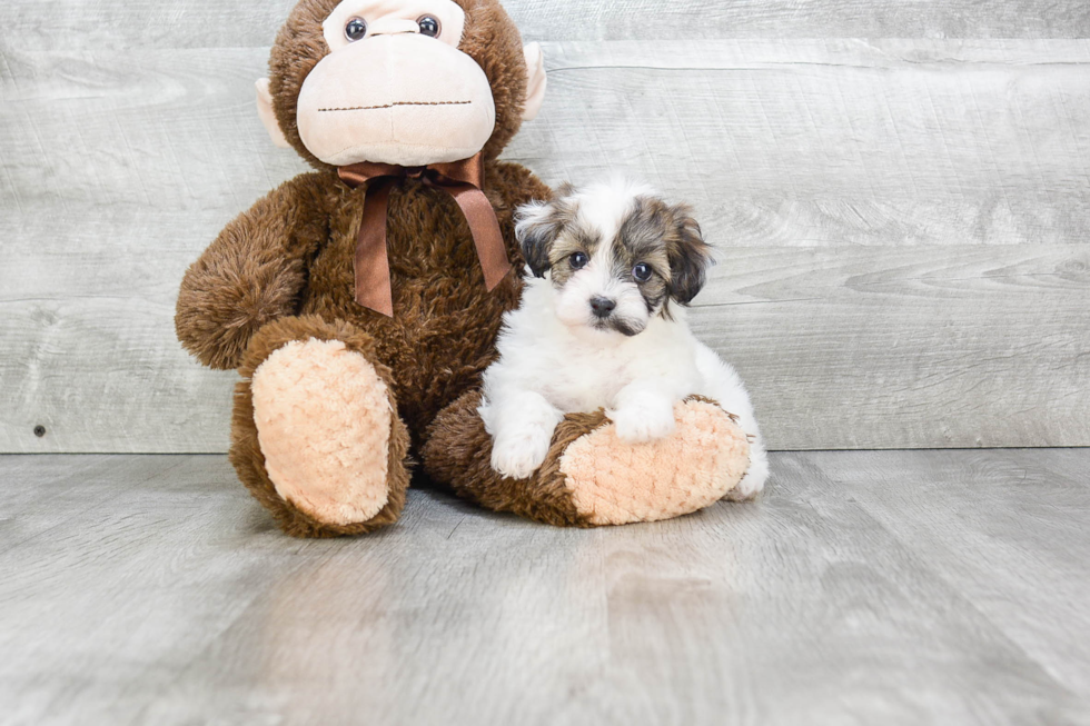 Teddy Bear Pup Being Cute