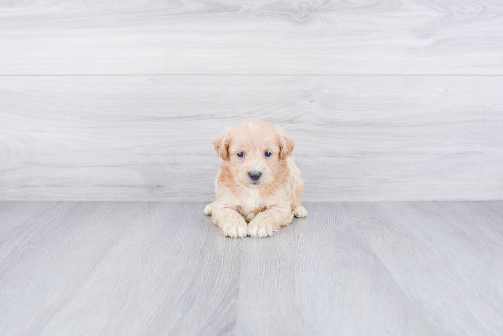 Popular Maltipoo Poodle Mix Pup