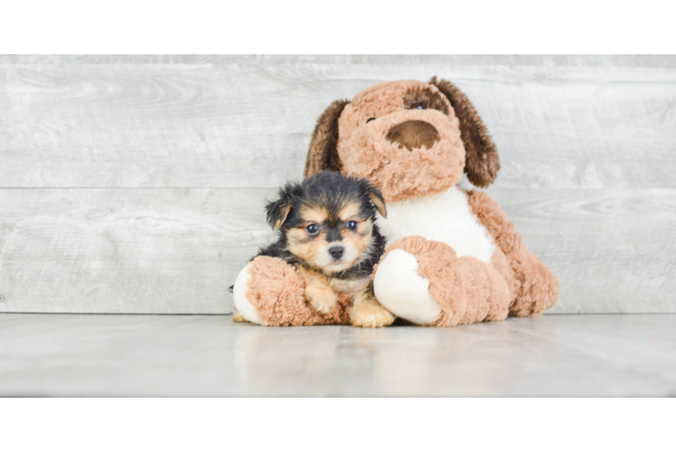 Happy Morkie Baby