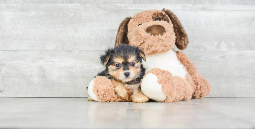 Happy Morkie Baby