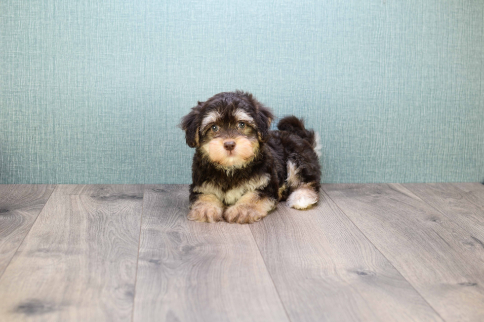 Funny Havanese Baby