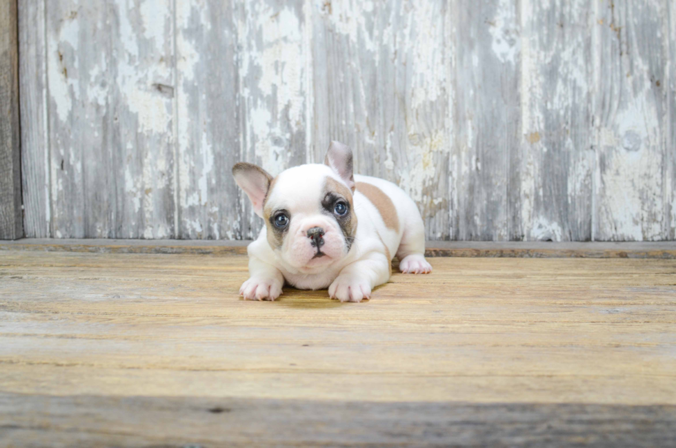 French Bulldog Puppy for Adoption