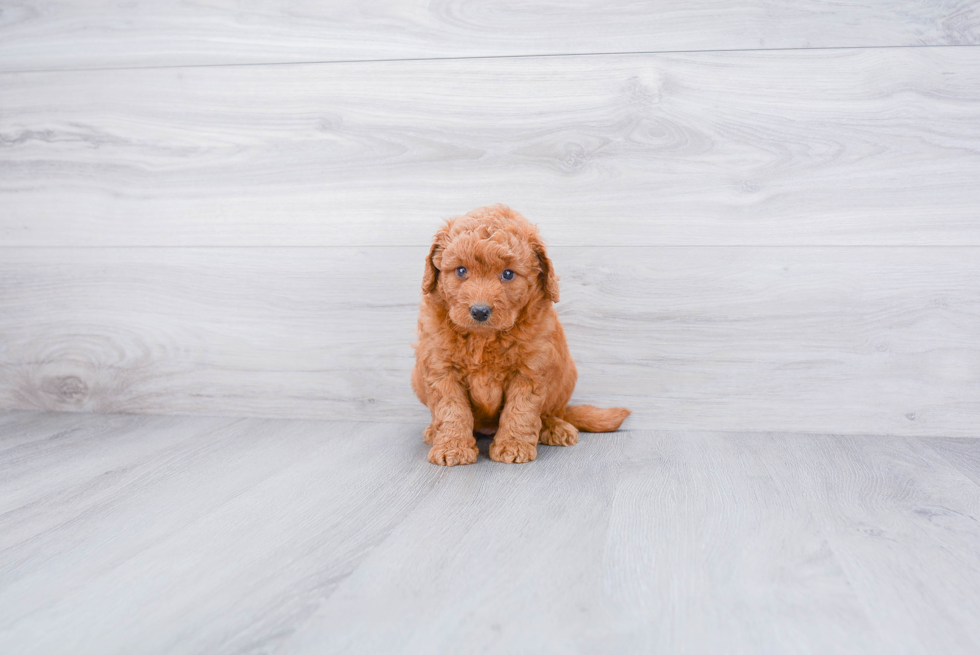 Best Mini Goldendoodle Baby