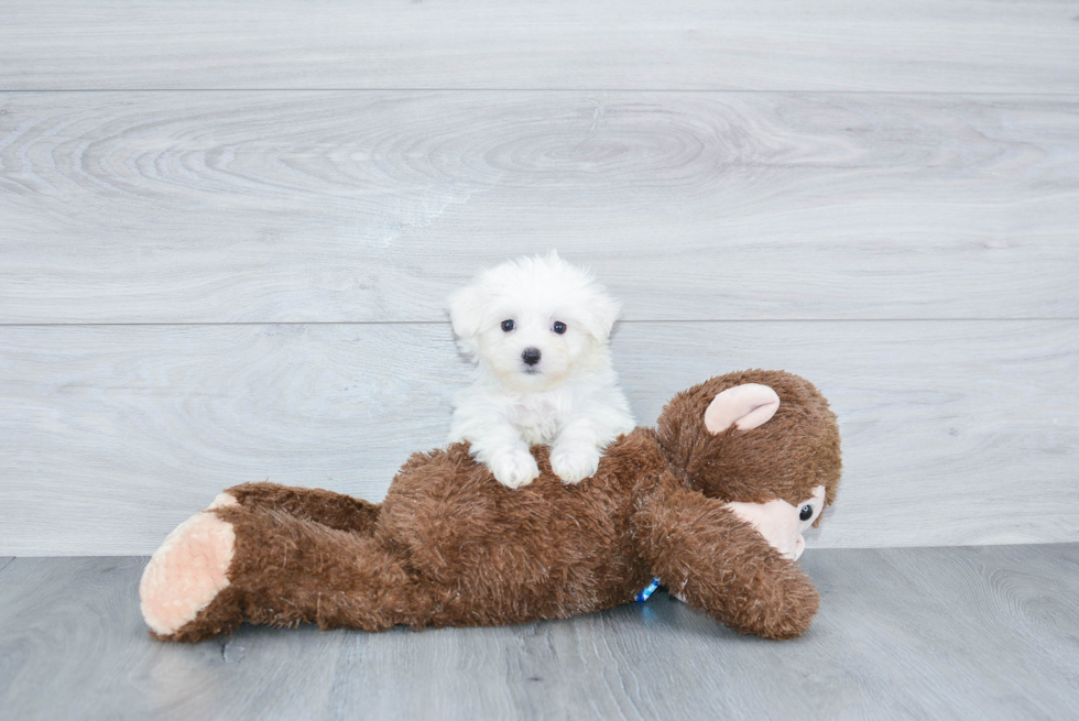 Small Maltese Baby