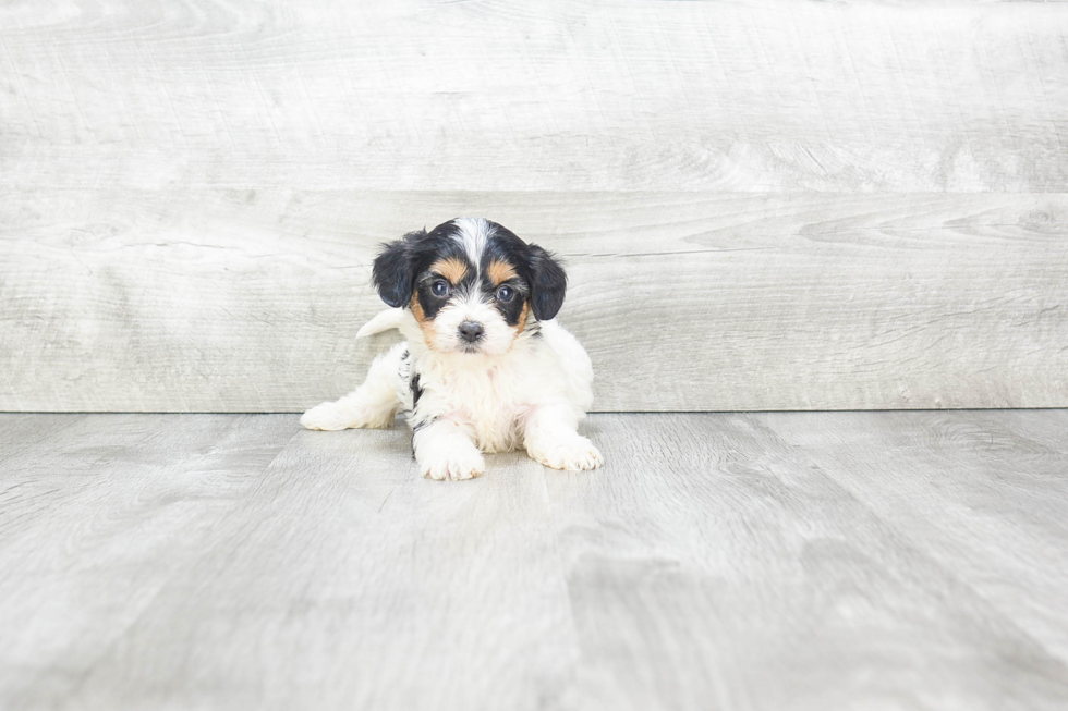 Cavachon Pup Being Cute