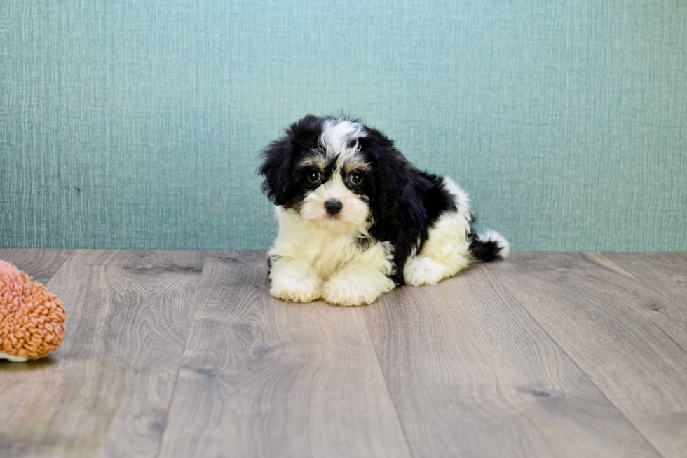 Cavachon Puppy for Adoption