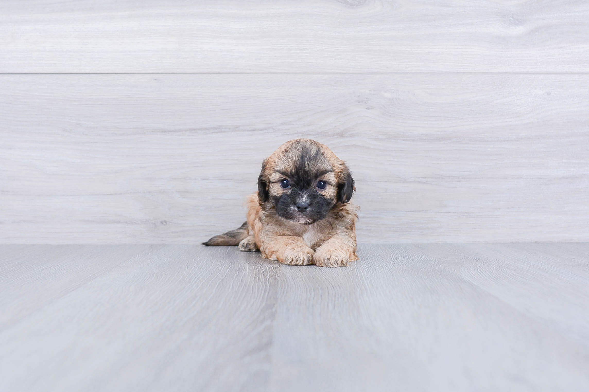 Teddy Bear Puppy for Adoption