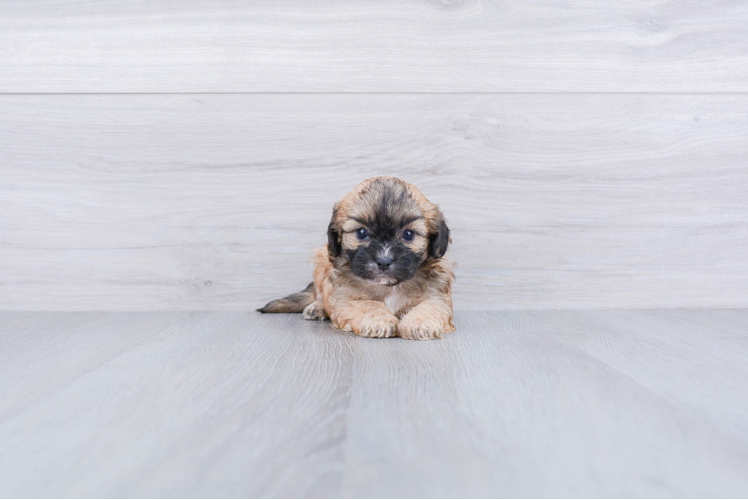 Teddy Bear Puppy for Adoption