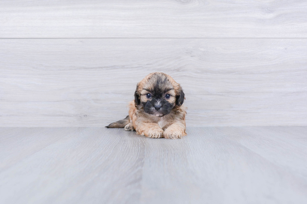 Teddy Bear Puppy for Adoption