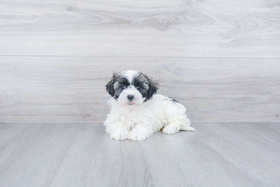 Funny Havanese Purebred Pup