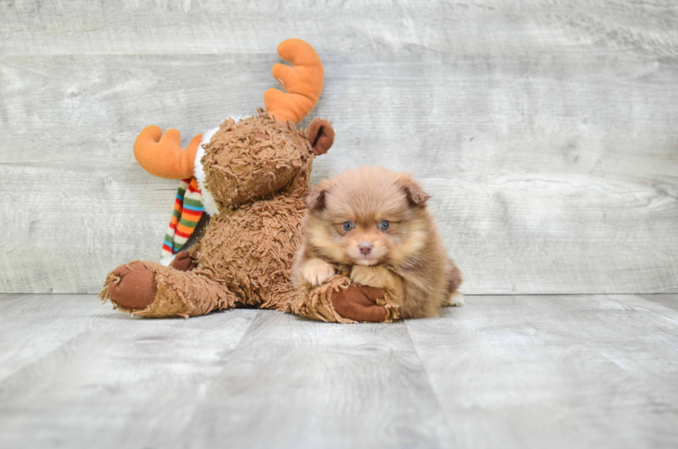 Funny Pomeranian Purebred Pup