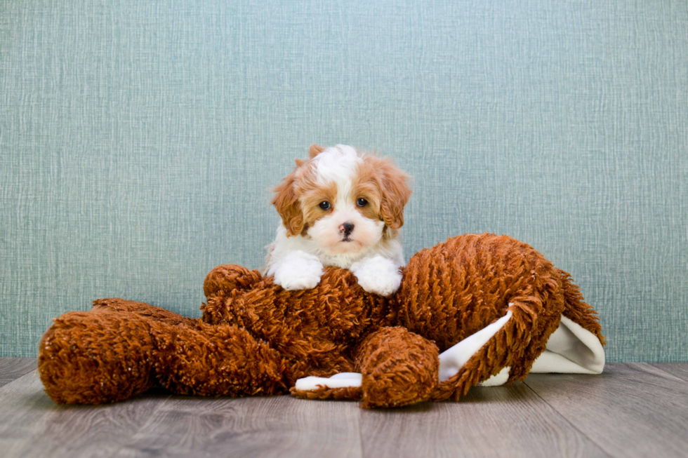 Cavapoo Puppy for Adoption