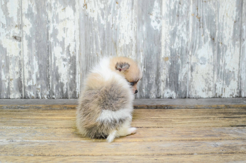 Little Pomeranian Baby