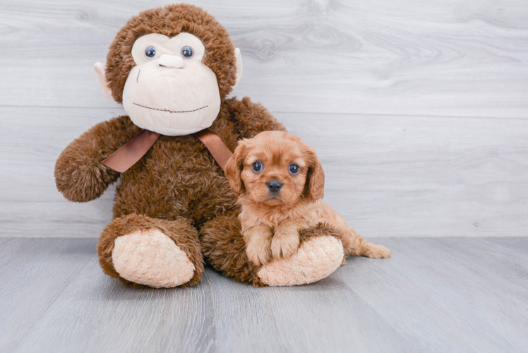 Funny Cavalier King Charles Spaniel Purebred Pup