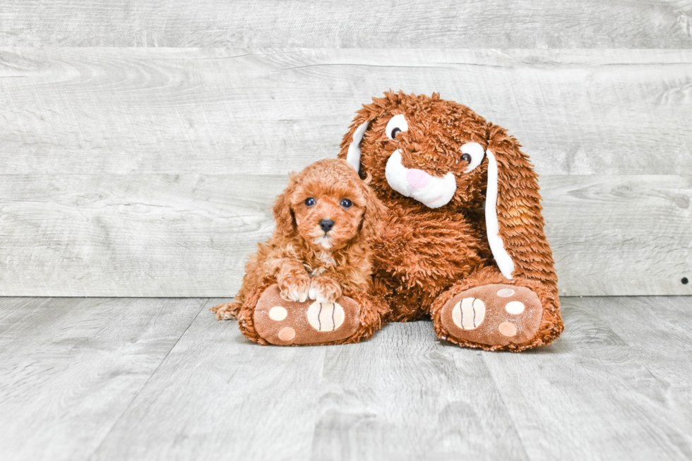 Cavapoo Pup Being Cute