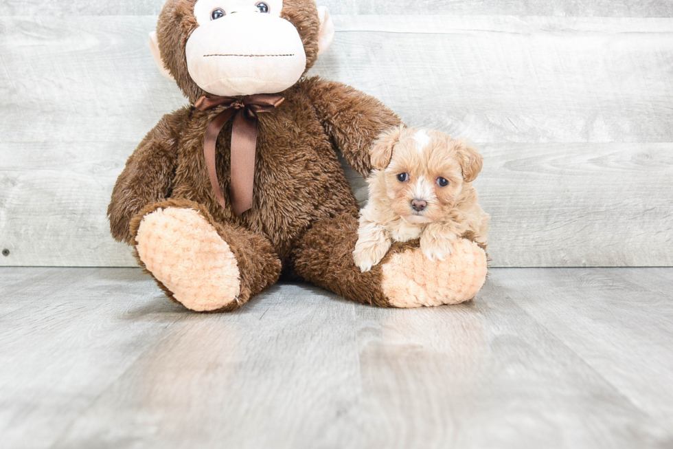 Best Maltipoo Baby