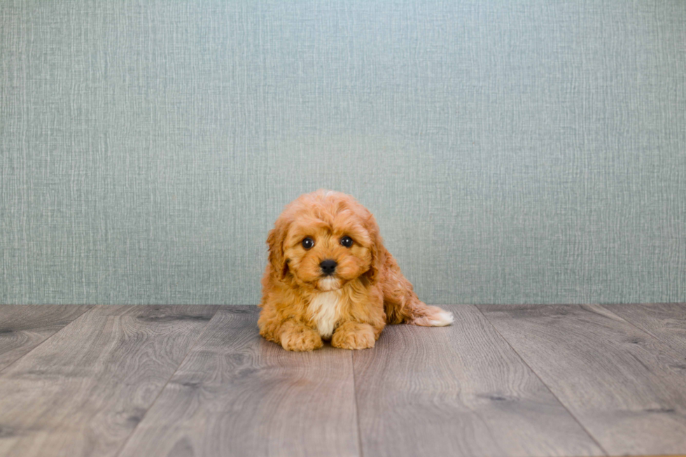 Best Cavapoo Baby