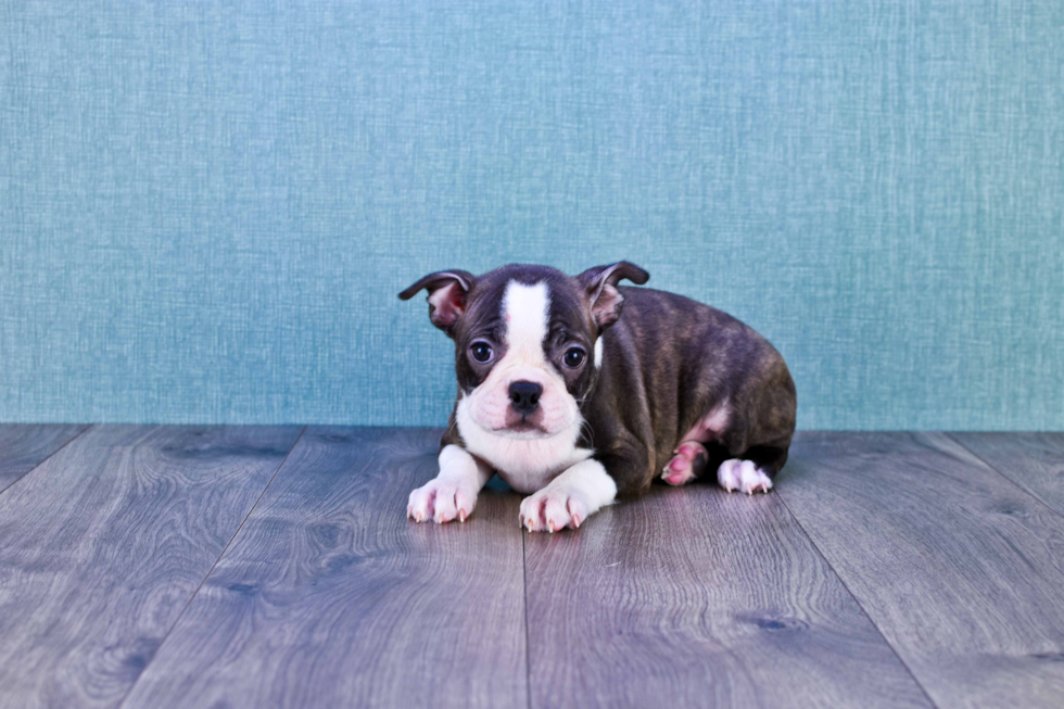 Boston Terrier Pup Being Cute