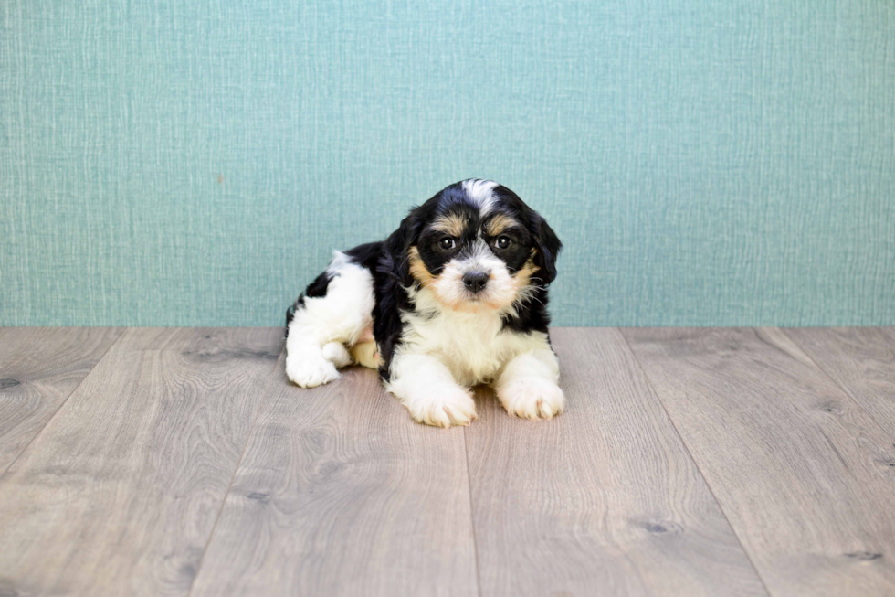 Cavachon Pup Being Cute