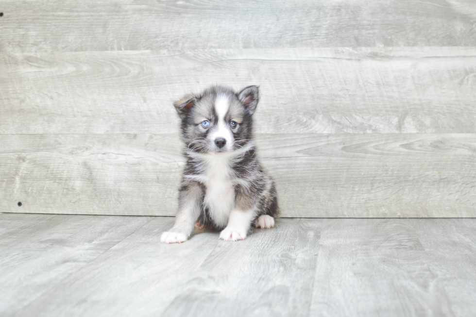 Best Pomsky Baby