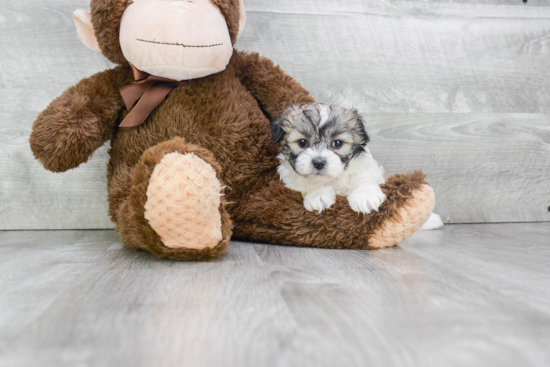 Teddy Bear Puppy for Adoption