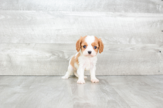 Popular Cavalier King Charles Spaniel Purebred Pup