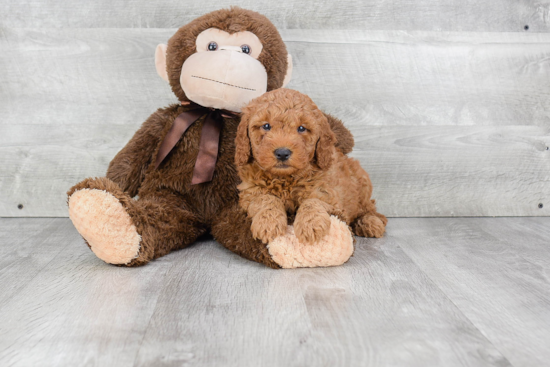 Adorable Golden Retriever Poodle Mix Puppy