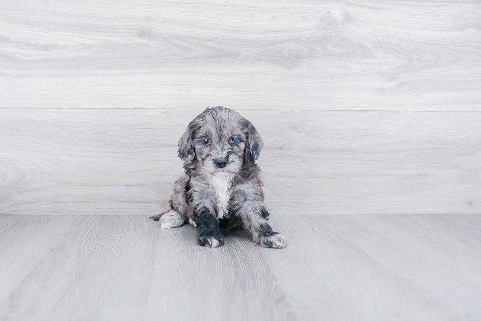 Mini Goldendoodle Pup Being Cute