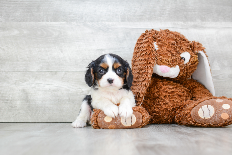 Hypoallergenic Cavalier King Charles Spaniel Baby