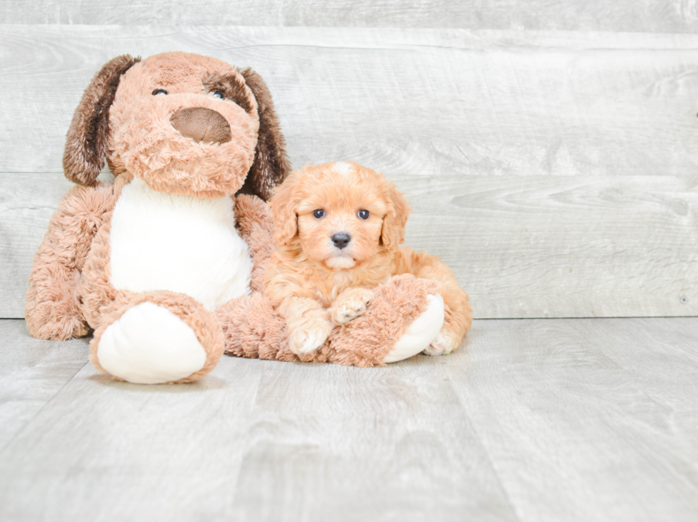 Fluffy Cavachon Designer Pup