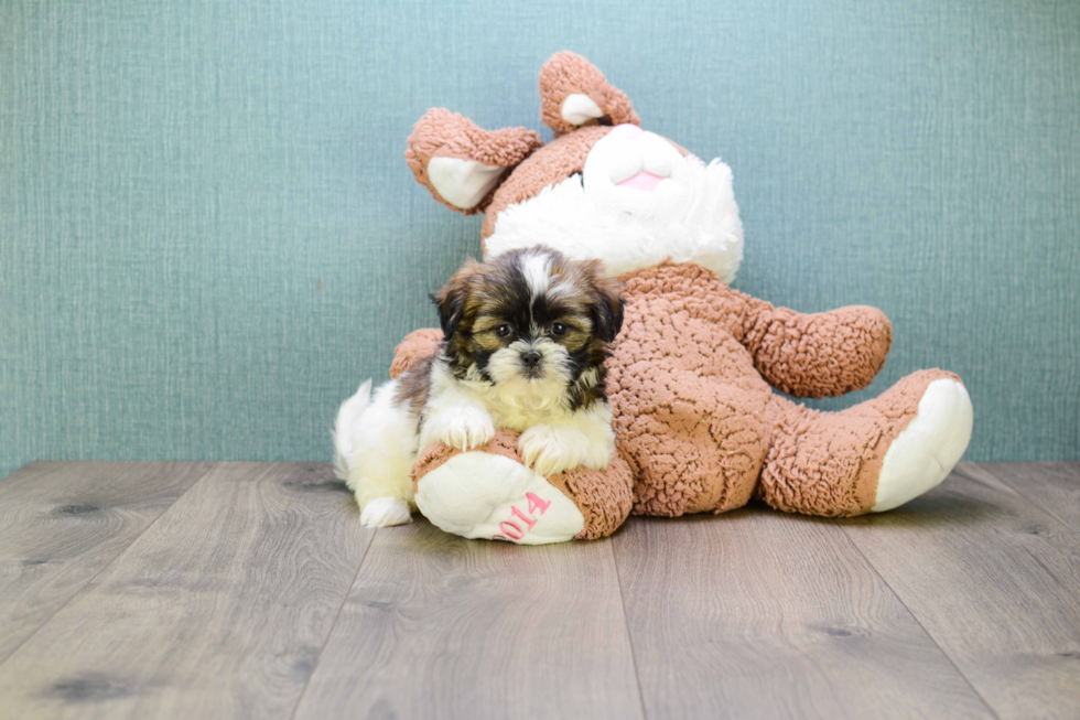 Popular Teddy Bear Designer Pup