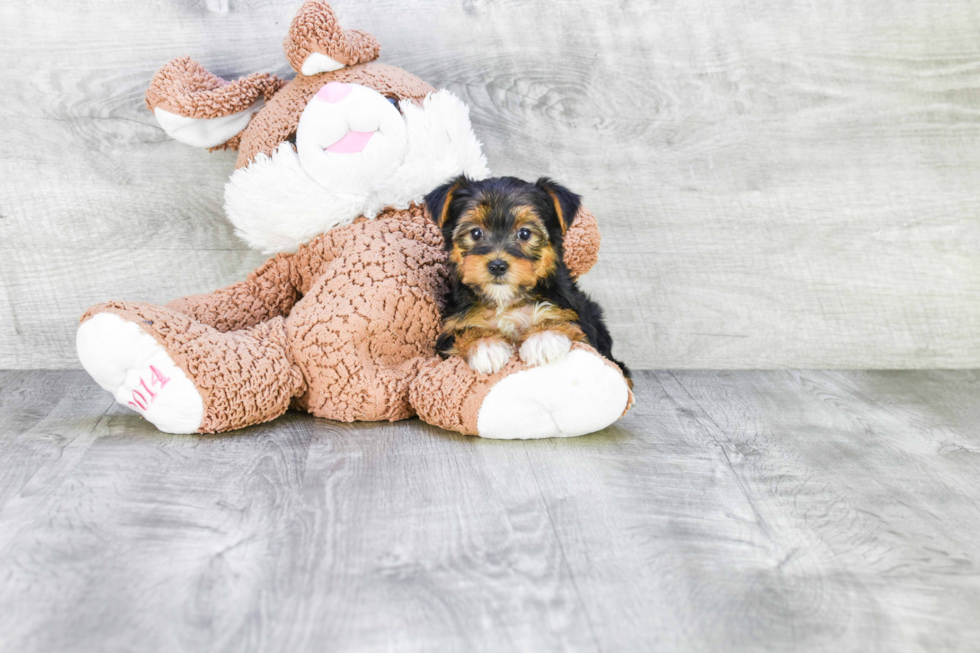 Meet Rihanna - our Yorkshire Terrier Puppy Photo 