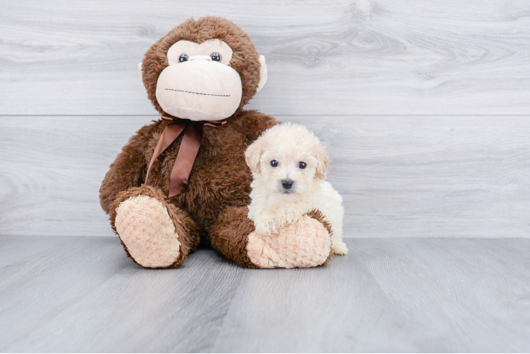 Maltipoo Pup Being Cute