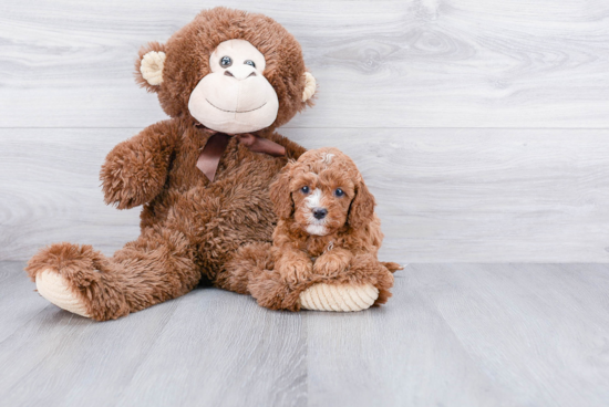 Best Cavapoo Baby