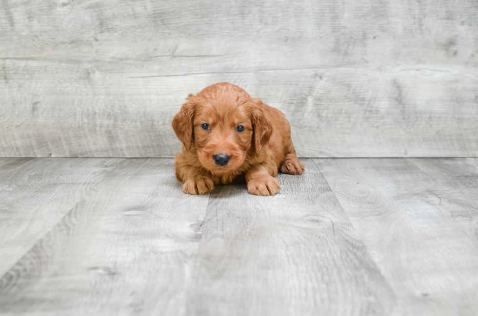 Mini Goldendoodle Pup Being Cute