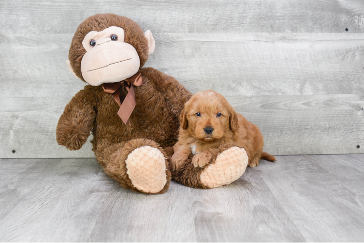 Sweet Mini Goldendoodle Baby