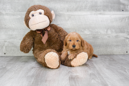 Sweet Mini Goldendoodle Baby