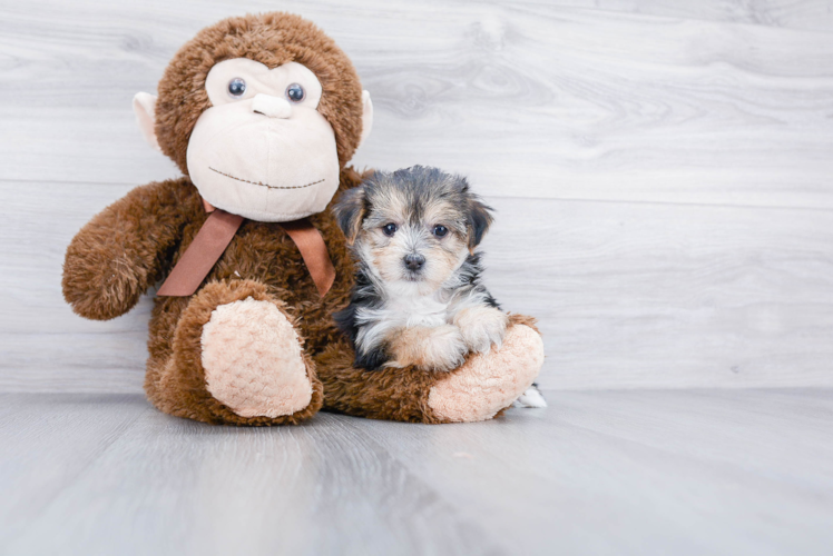 Morkie Puppy for Adoption